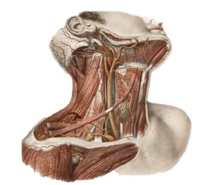 V EDITION Hands on ultrasound course in head & neck diseases