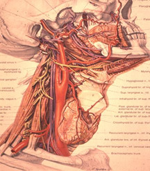 II Edition - Hands on ultrasound course in head & neck diseases