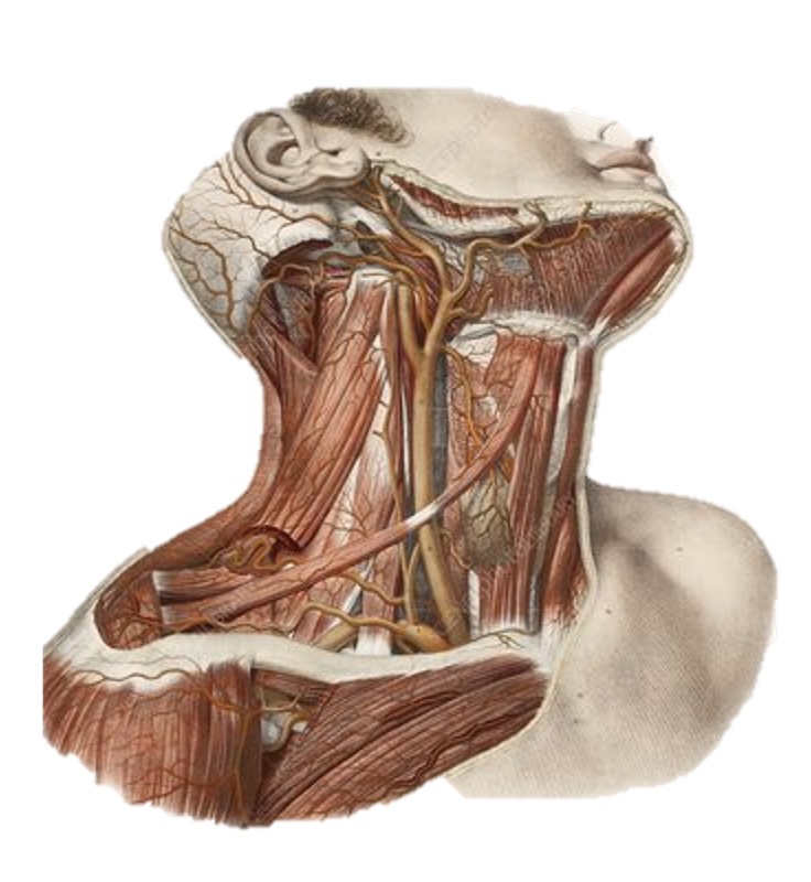 VII EDITION Hands on ultrasound course in head & neck diseases