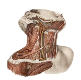 III EDITION Hands on ultrasound course in head & neck diseases